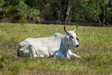 奶牛在阳光下休息