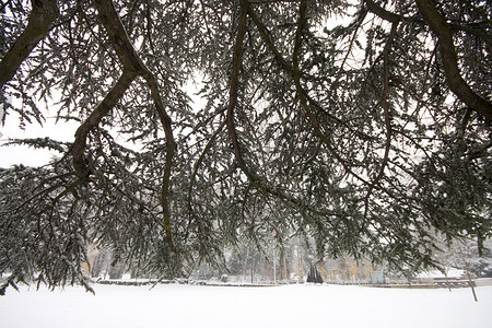 白雪皑皑的大松树