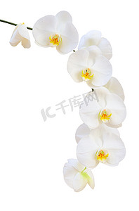白色天然兰花的单枝精致