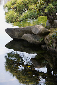 日本的池塘有万岁树