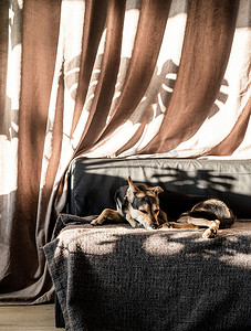 沙发上的狗狗摄影照片_可爱的混种狗睡在沙发上，窗帘上有硬叶影