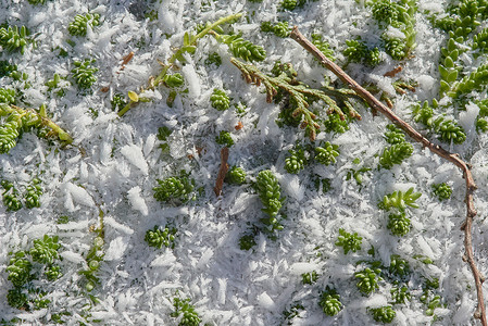 与绿草的冻雪