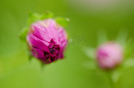 一朵粉红色的波斯菊花蕾