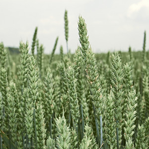 小麦麦穗摄影照片_绿色成熟的麦穗