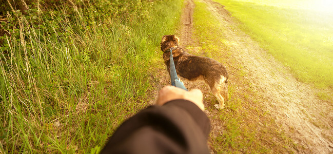 牵狗摄影照片_狗牵着皮带走在土路上。