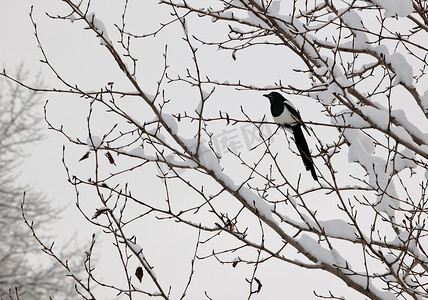 栖息在树上的黑嘴喜鹊 (Pica hudsonia)
