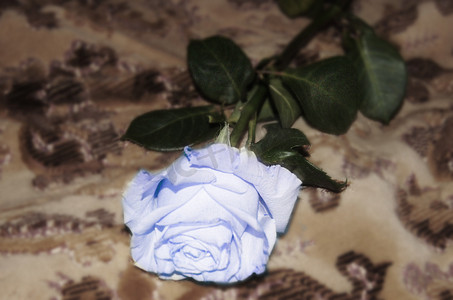 蓝玫瑰摄影照片_蓝玫瑰