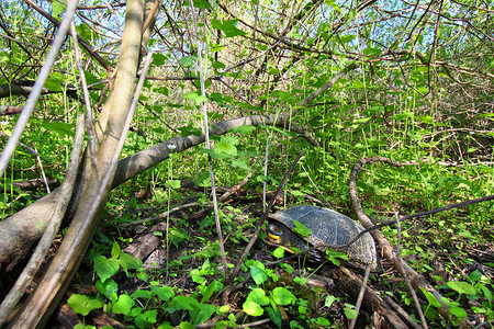 在陆地上休息的布兰丁龟