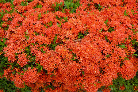 西印度茉莉花的红色。 