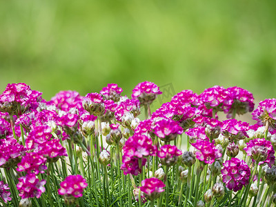 节俭ppt摄影照片_一束粉红色盛开的 Armeria maritima 的特写宏，通常称为节俭、海节俭或海粉，是 Plumbaginaceae 科开花植物的一种。