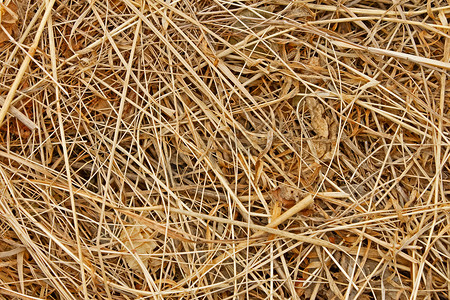 干草Dried hay
