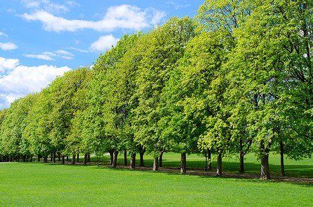 广受欢迎的维格兰公园内的林木线