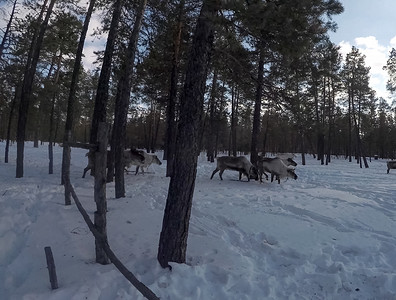 冬季森林里的驯鹿。