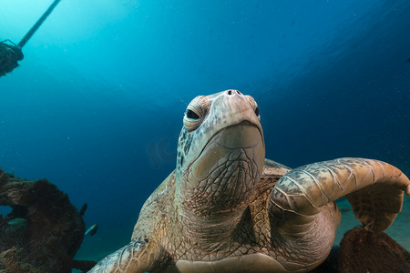 红海吉达摄影照片_红海中的雌性绿海龟。