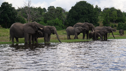 一群大象站在湖边喝水