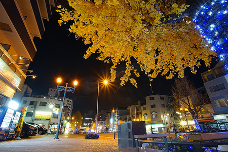 天宝银杏树美丽黄叶的夜景