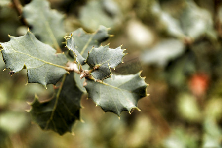 圣诞叶子摄影照片_冬青 Aquifolium 叶子纹理