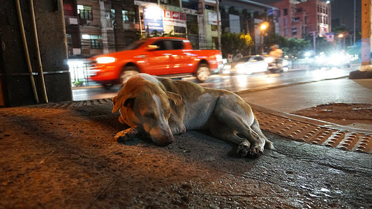 狗躺在路边。