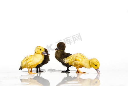 新出生的小可爱黄色和黑色小鸭子在白色背景的水中。