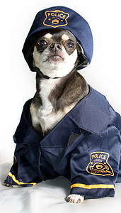 警犬