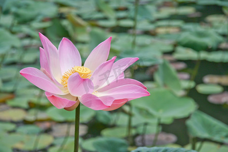 开花在池塘的桃红色莲花或睡莲花