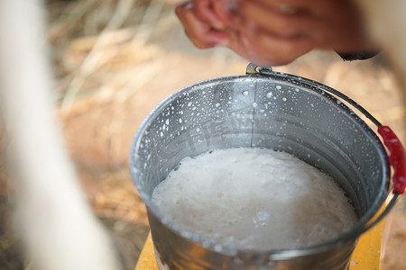 在奶牛场挤奶的奶牛乳头。