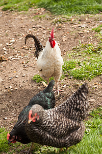 大母鸡小母鸡摄影照片_小公鸡看着两只大母鸡