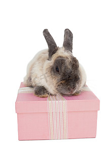 兔子坐在粉色礼盒上