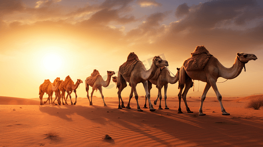 卡通日系动物摄影照片_一群骆驼在沙漠中行走