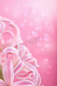粉红色的风信子花