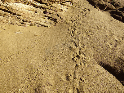 踏面摄影照片_沙子里的小虫子和动物脚印