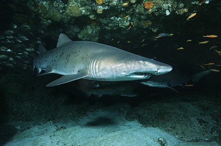 Aliwal 浅滩印度洋南非沙虎鲨 (Carcharias taurus) 在洞穴中