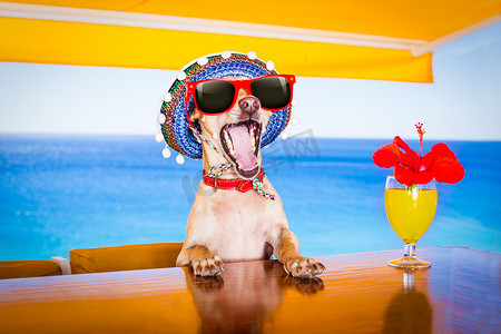 海滩俱乐部酒吧暑假期间鸡尾酒饮料狗