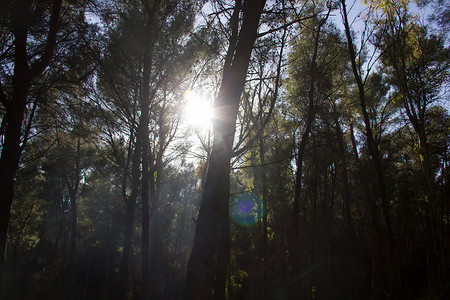 公园树林背景摄影照片_阳光穿过树林