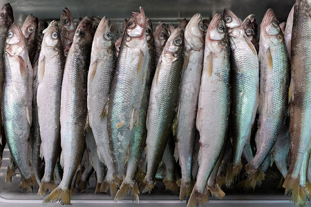海鲜市场冰柜中的一组冷冻熔鱼