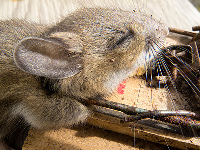 死鹿鼠，Peromyscus sp，捕鼠器被杀死