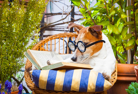 读一本书的狗