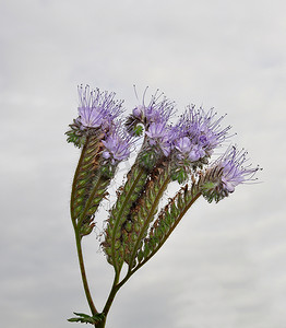 辽宁丹顶鹤视频摄影照片_“Phacelia，蝎子草 (Phacelia tanacetifolia)”