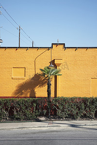 黄墙旁的棕榈树和树篱