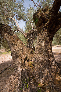 千秋伟业百年风华摄影照片_超过百年的橄榄树树干细节，哈恩，西班牙