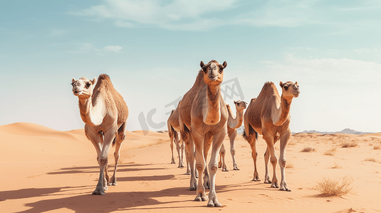 一群骆驼在沙漠中行走
