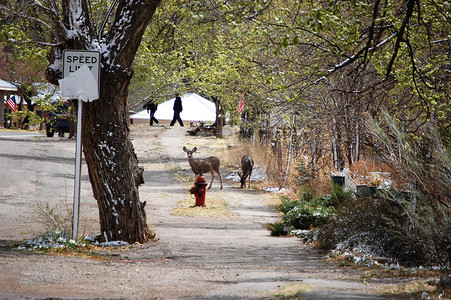 新墨西哥州林肯 - 街上的鹿