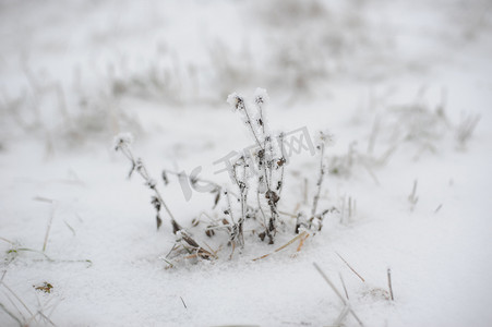 霜天的田间植物