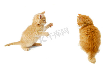 小猫跳跃摄影照片_战斗小猫