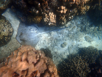 海鱼群摄影照片_海中带珊瑚的黄貂鱼，带海洋生物的水下景观