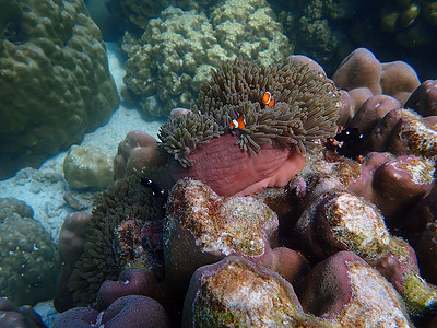 Anemonefish 与海中的珊瑚