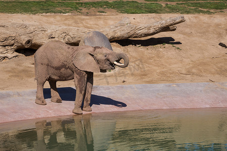 大象喝水摄影照片_大象在水坑喝水