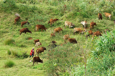 牛牧场摄影照片_人们在草原上放牧一群牛（牛）