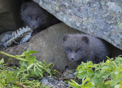 两只顽皮的北极狐幼崽 (Alopex lagopus beringensis) 从石头下的巢穴望去，前景是绿草，夏天在冰岛西峡湾 Hornstrandir 的自然保护区，有选择的焦点