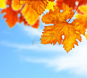 美丽的秋天树叶背景边框